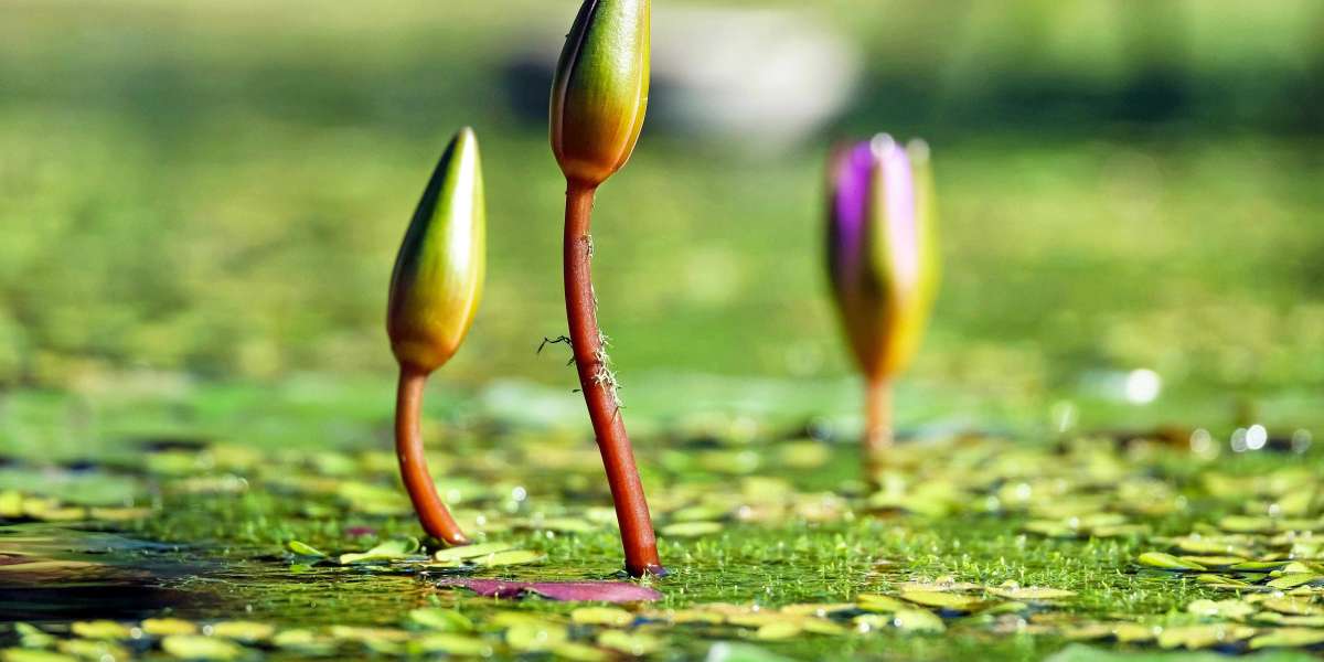 Floating Plants: The Perfect Addition to Your Aquarium or Pond